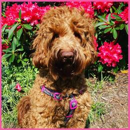 Poppy - Australian Labradoodle