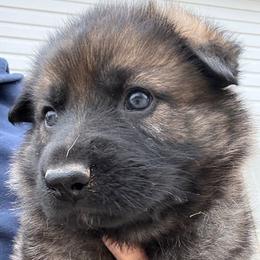 MERRY - red collar - Sable female German Shepherd puppy in Coats, North Carolina from T'S SHEPHERDS