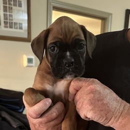 Chistery - Fawn male Boxer puppy in Madison, Georgia from Mary Moon