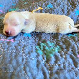 Chai - Cream female Dachshund puppy in Wolf Lake, Indiana from Canisteo Dachshunds