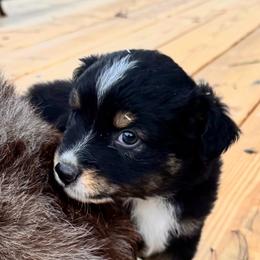 Black Tri Male - Black tri male Toy Australian Shepherd puppy in Griffin, Georgia from No Matter Farm