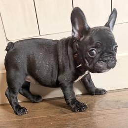 Betsy - Brindle female French Bulldog puppy in Salem, Illinois from Itsabulldogthing