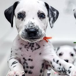 Shiere Khan - White and black male Dalmatian puppy in Gray, Georgia from Fuller Spots