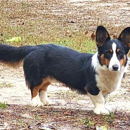 Buster - Black and white male Cardigan Welsh Corgi puppy in Killeen, Texas from Southern Dachshunds