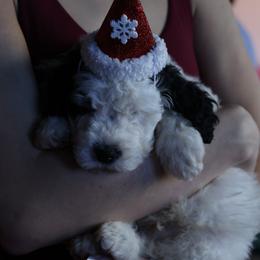 Prancer - Black and white male Bernedoodle puppy in Williamston, South Carolina from Sassy Bob’s Dogs