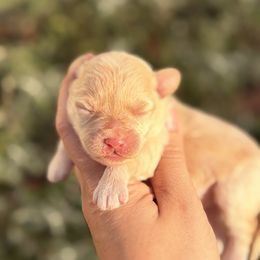 Grace - White female Schnoodle puppy in Bridgeport, Texas from KM AKC Toy poodles