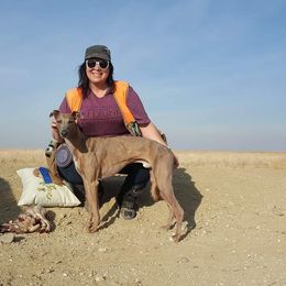 Whippet All Grown Up from Jamminwhippets