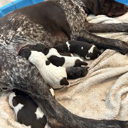 German Shorthaired Pointer puppies from Valley Pointers