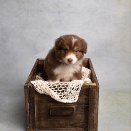 Mike - Red tri-color male Australian Shepherd puppy in Bertram, Texas from Ashley’s Australian Shepherds