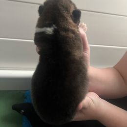 Girl 4 - Red, black overlay female Akita puppy in Indianapolis, Indiana from Gallant Akitas