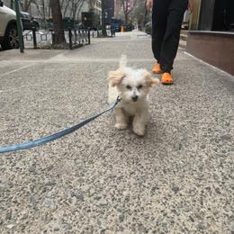 Puppy 1 - Cafe au lait male Maltipoo puppy in Peekskill, New York from Dorothy Bunch's Maltipoos