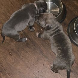 American Bully Puppies from Bruda’s Kennel