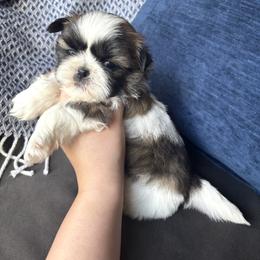 Copper - Tricolor male Shih Tzu puppy in Lakeland, Florida from Sunshine Shih Tzus