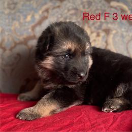 Red collar girl - Black and red female German Shepherd puppy in Coleta, Illinois from Four Leaf Farm- Vom Vierblättriges Bauernhof