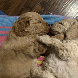 Goldendoodle Puppies from Lykeable Farms