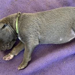 Green Collar - Blue male Greyhound puppy in Alamogordo, New Mexico from Trapple's Custom K-9's