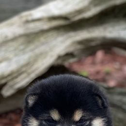Akita and Shiba Inu Puppies from Day Dream Shiba Inu’s