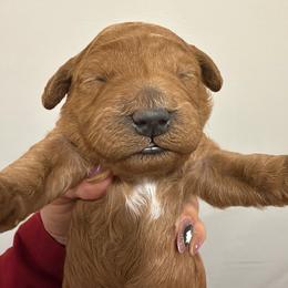 Patch - Red  male Goldendoodle puppy in Clewiston, Florida from Redlands Farm