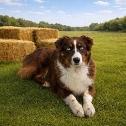 Brandy - Australian Shepherd