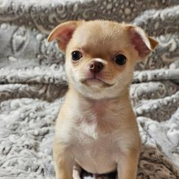 Myles - Fawn male Chihuahua puppy in Joliet, Illinois from Chihuahua and frenchie favs