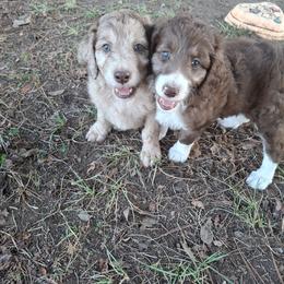 Aussiedoodle and Miniature Australian Shepherd Puppies from Aussies Acre
