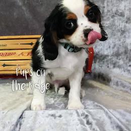 Cavalier King Charles Spaniel Puppies from Pups on the Ridge