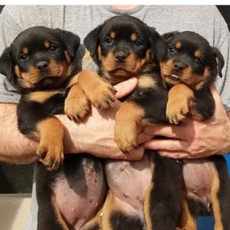 Rottweiler Puppies from Von Decker Rottweilers