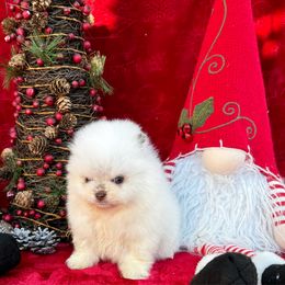 Pomeranian Puppies from Pommies of LA