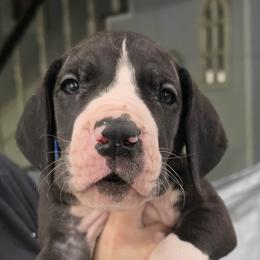 Enzo - Mantle male Great Dane puppy in Longview, Texas from Lazy A Danes