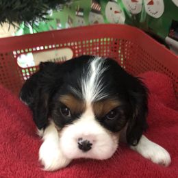 Cavalier King Charles Spaniel All Grown Up from Cutie Pie Cavaliers