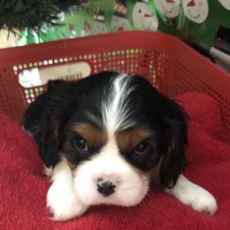 Cavalier King Charles Spaniel All Grown Up from Cutie Pie Cavaliers