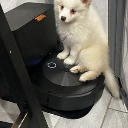 Whitney - Blue female Pomsky puppy in Gunter, Texas from The Painted Pomsky