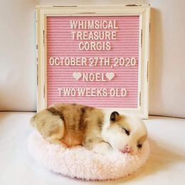 American Corgi and Pembroke Welsh Corgi Puppies from Whimsical Treasure Corgis