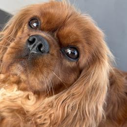 Darcy - Cavalier King Charles Spaniel