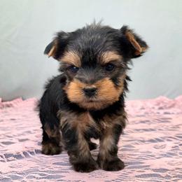 Dash - Blue and gold male Yorkshire Terrier puppy in Monticello, Iowa from Ashley’s Puppies
