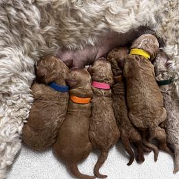Goldendoodle Puppies from High Desert Doodles