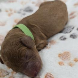 Theo - Red  male Poodle puppy in Goodyear, Arizona from Moving and Grooving Pups