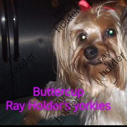 Butter - Yorkshire Terrier