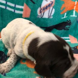 Boy 4 - German Shorthaired Pointer puppy in Fairmont, Minnesota from FairHill GSP’s