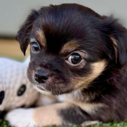Jose' - Black and tan male Chihuahua puppy in Molino, Florida from Pensacola Chi Garden