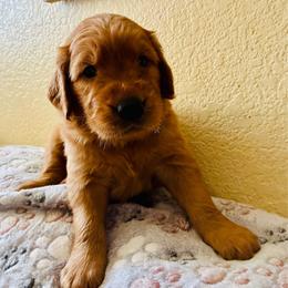 Stella - Dark golden female Golden Retriever puppy in Santa Ana, California from American Golden Retrievers