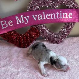 Romeo - Blue merle male Miniature American Shepherd puppy in Henrietta, New York from Morning Glory Minis