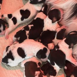 English Springer Spaniel Puppies from Ladybug English Springers
