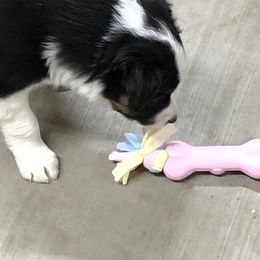 Border Collie Puppies from Burke BC’s