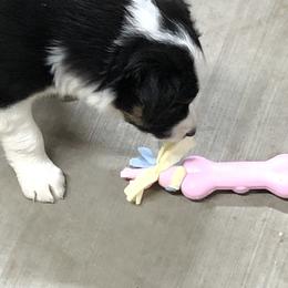 Border Collie Puppies from Burke BC’s