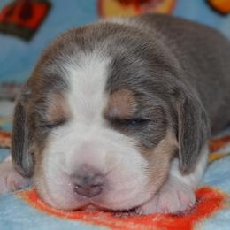 Beagle puppies from Badland Kennel