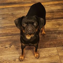 Phoebe - Brussels Griffon