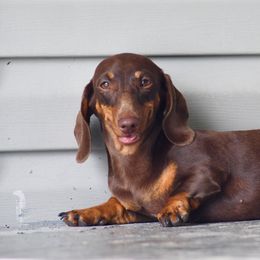 Dachshunds from Southern Class with Sass Doxies