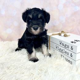 Purple collar - Black and silver female Miniature Schnauzer puppy in Springfield, Tennessee from My Lovable Schnauzers