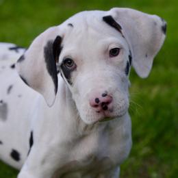 Harl girl 1 - Harlequin female Great Dane puppy in Golconda, Illinois from Breken Great Danes